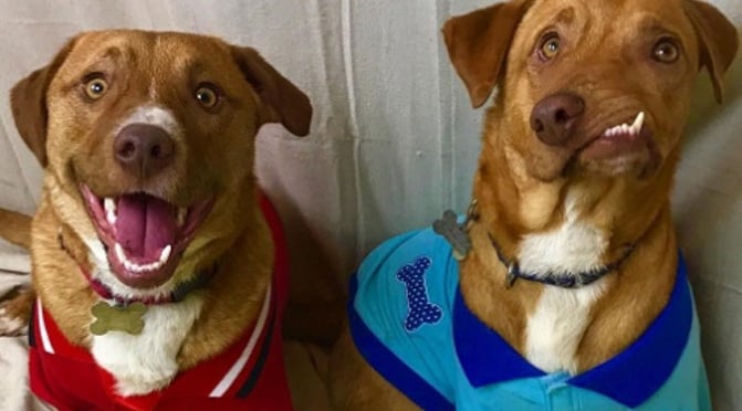 care dog walking sitter resources search pet sitters dog walkers