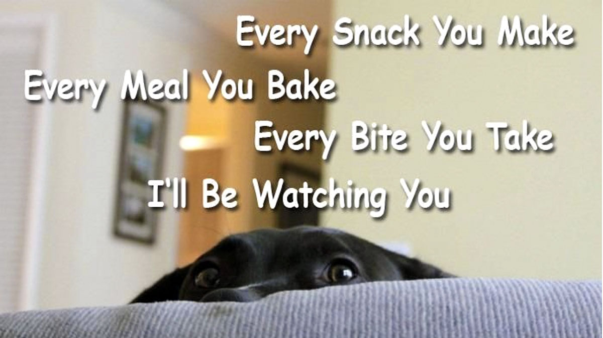 Why Is My Dachshund So Clingy