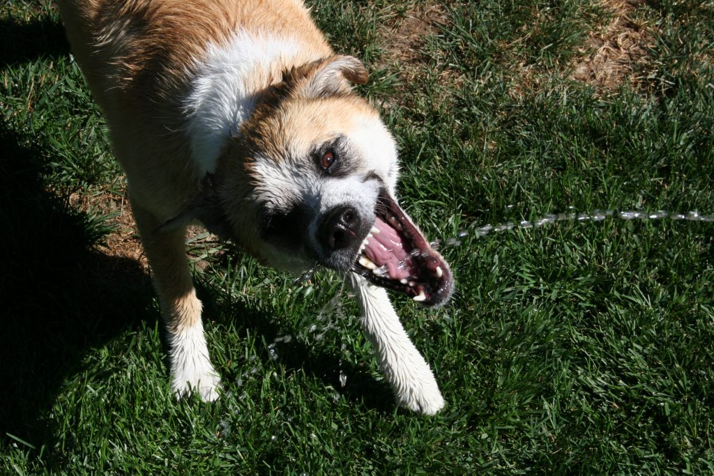 Votre chien a soif