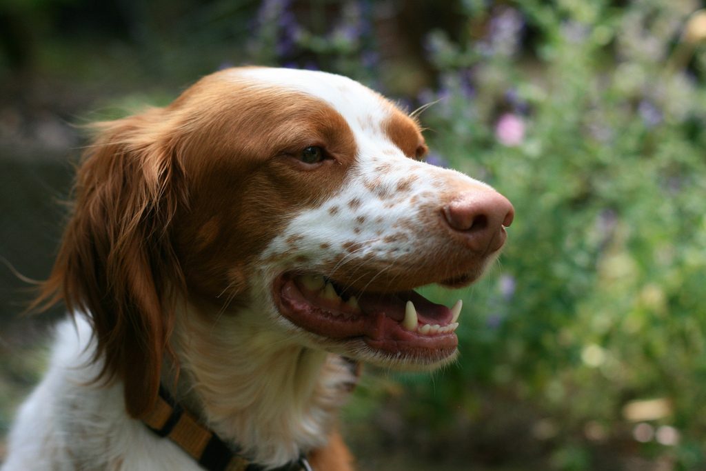 16 of the Most Loyal Dog Breeds (Some Might Surprise You