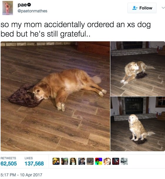 best beds for golden retrievers golden retriever happily accepts small bed bought on rover best beds for golden retrievers golden retriever happily accepts small bed bought on rover