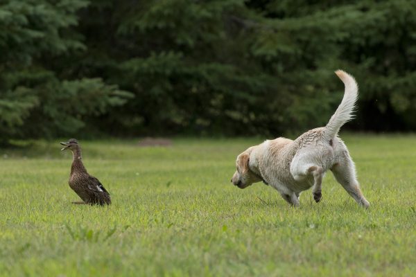 Yellow Labrador Retriever chasing duck in field