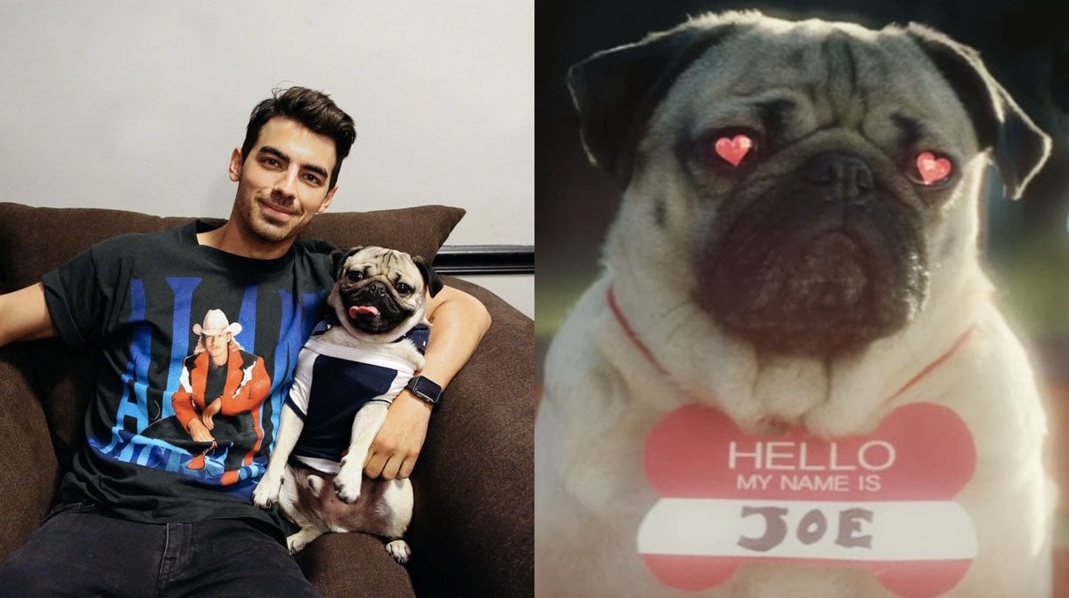 pugs guide to dating