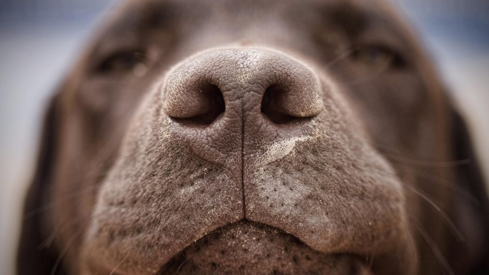 dog dry nose vaseline dog dry nose vaseline