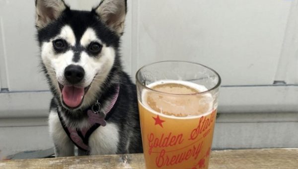 Dog Friendly Hikes San Jose Dog Friendly Hikes San Jose