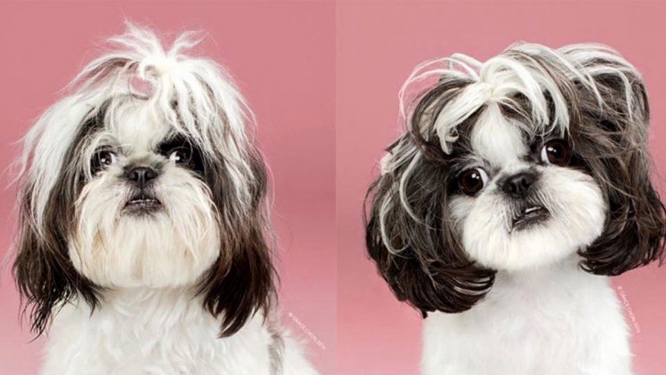 Adorable Dogs Before And After Their Haircuts The Dog