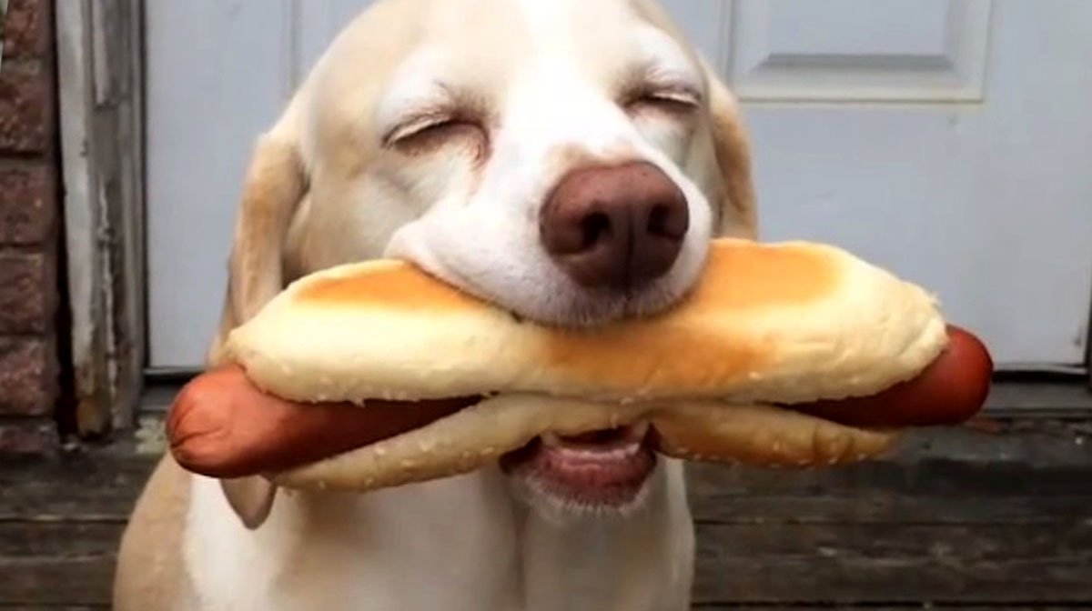 sid-the-beagle-holding-a-hot-dog-in-his-mouth.jpg