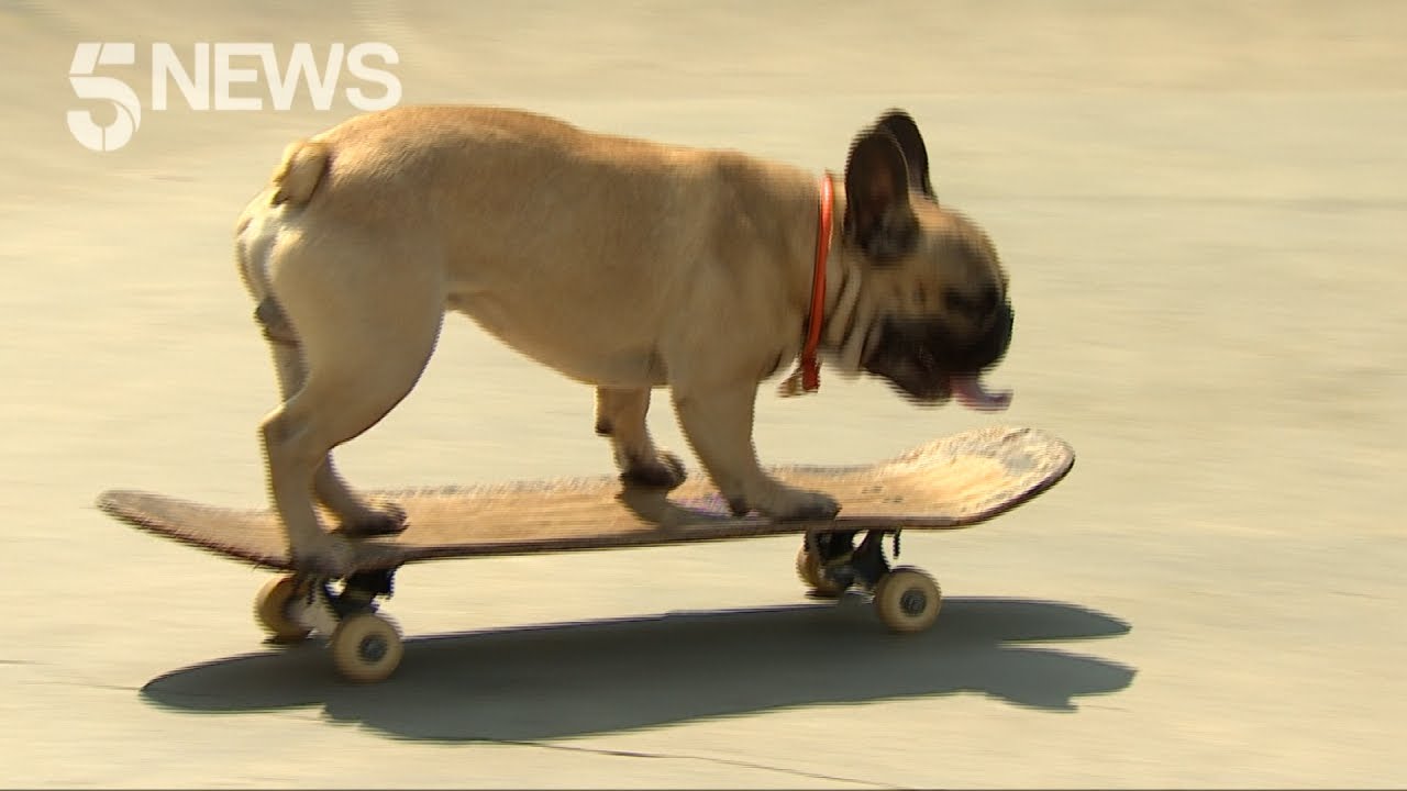 London's Skateboarding Frenchie Is Guaranteed to Put a Smile on Your