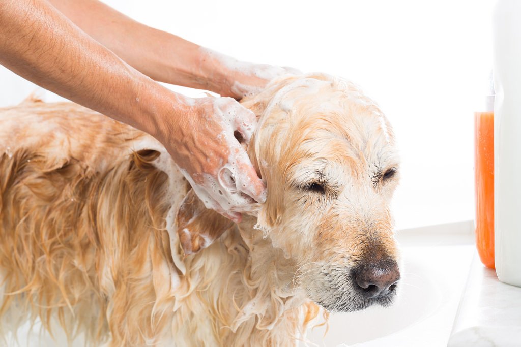 how often can you give a puppy a bath how often should i wash my rover how often can you give a puppy a bath how often should i wash my rover