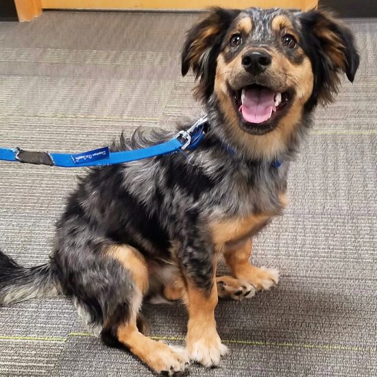 These Mixed Breed Dogs Each Took a DNA Test. Can You Guess the Results? The Dog People by