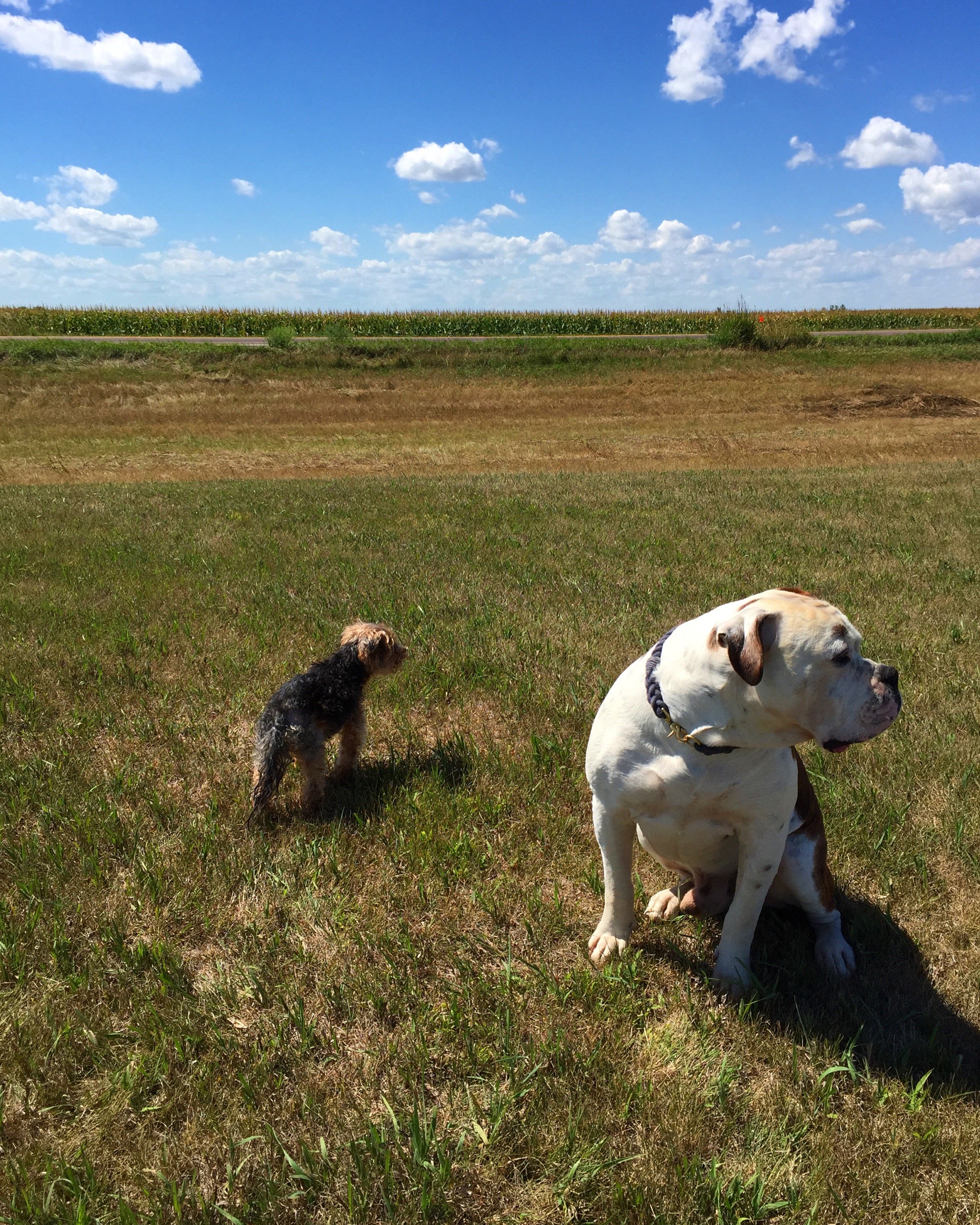 Top 5 Dog Parks in Sioux Falls, SD The Dog People by