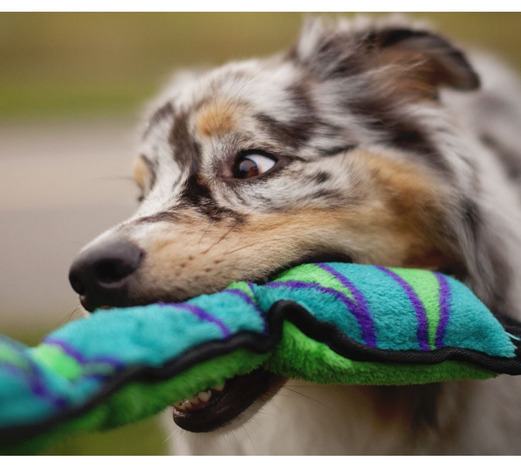best plush chew toys for dogs