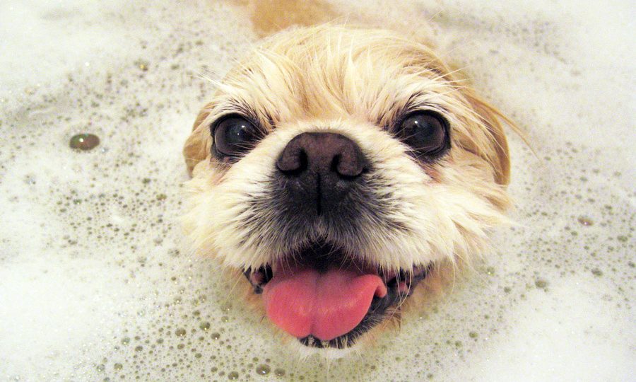 16 Pet Safe Non Toxic Cleaners We Love The Dog People By Rover Com