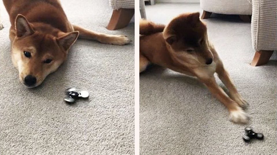 Dogs Are Obsessed with Fidget Spinners Too, and It's Hilarious [Video] |  The Dog People by 