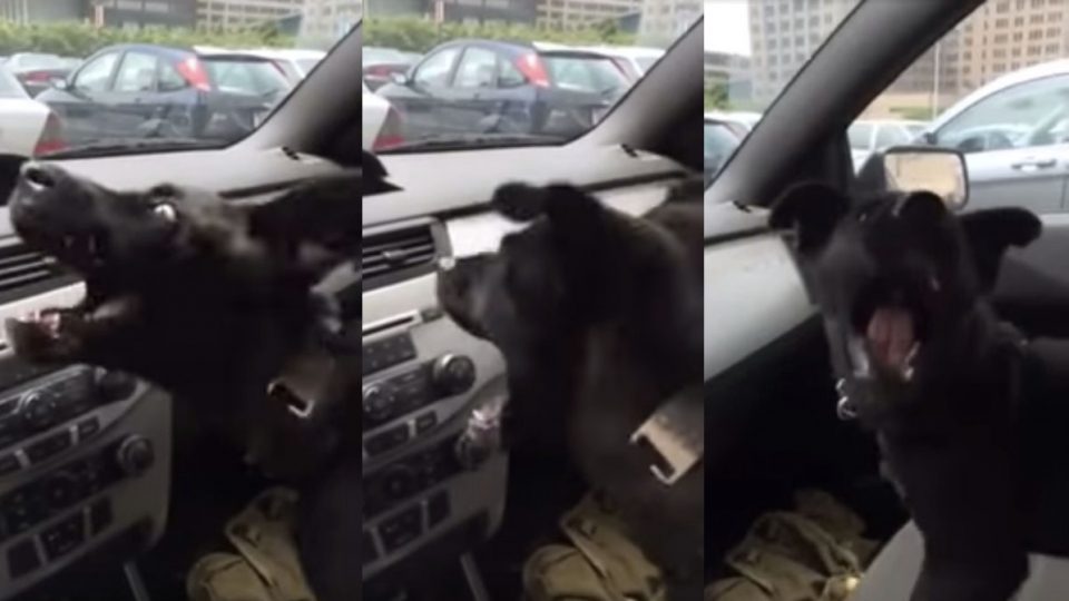 Dog's First Experience with Air Conditioning Will Make You LOL [Video