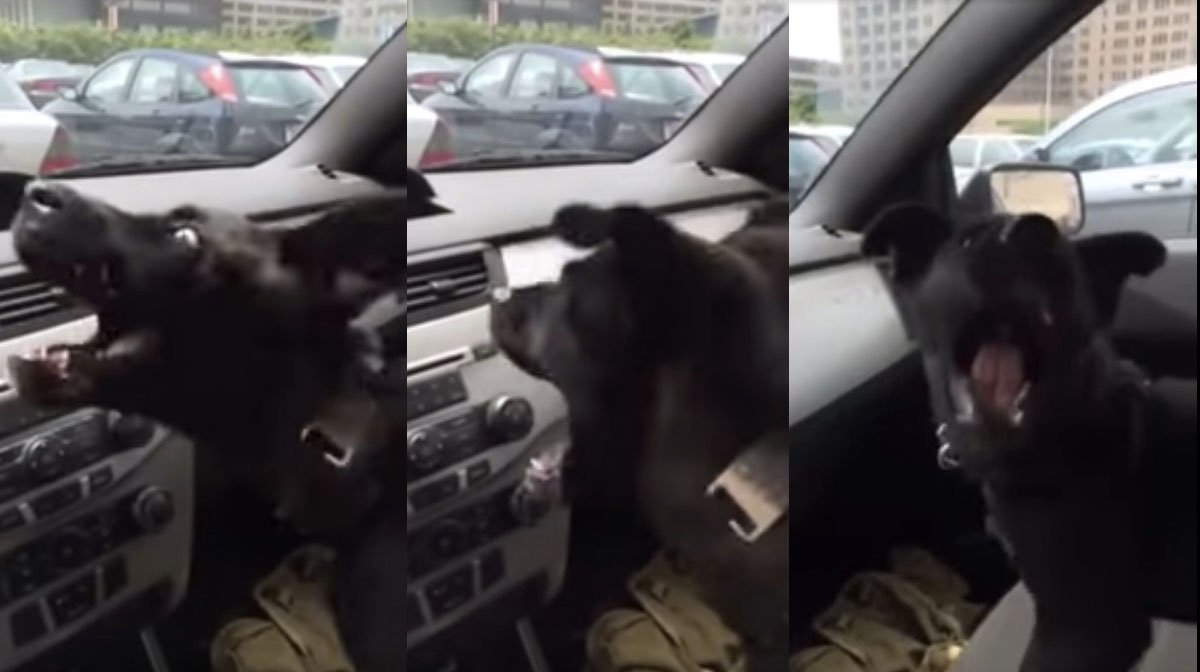 Dog's First Experience with Air Conditioning Will Make You LOL [Video