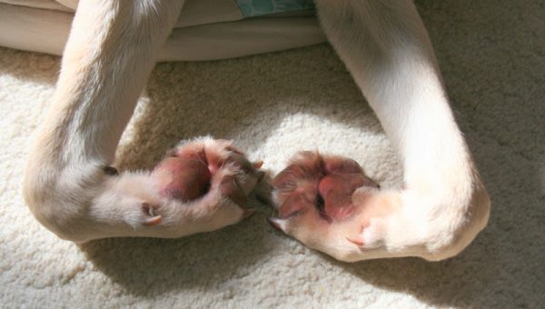 rhubarb safe for dogs