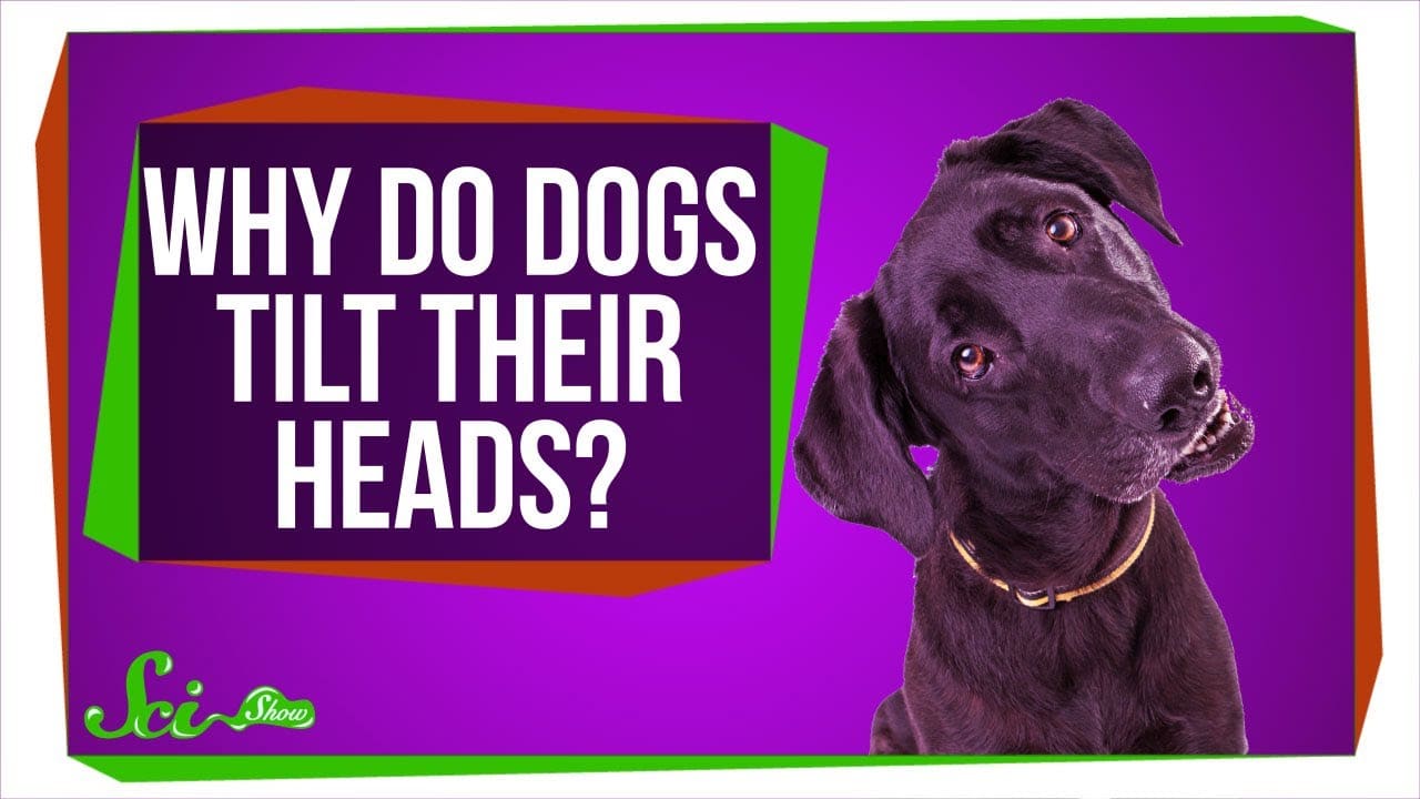 Why Do Dogs Turn Their Heads When Confused