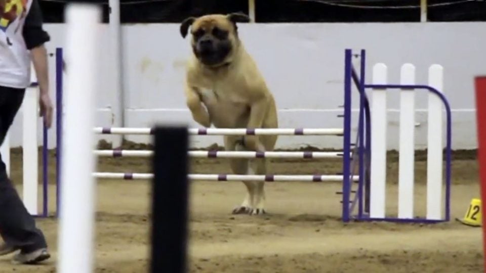 zeus english mastiff