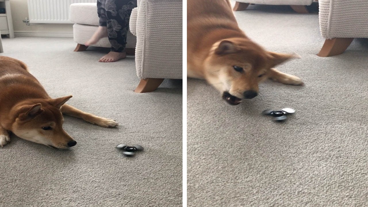 Dogs Are Obsessed with Fidget Spinners Too, and It's Hilarious [Video] |  The Dog People by 