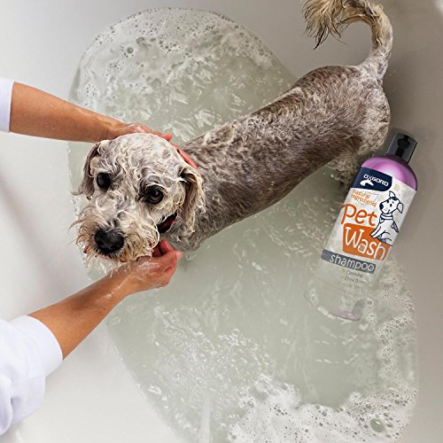 10 Best Safe, Scented Dog Shampoos That Leave Your Dog Smelling Amazing