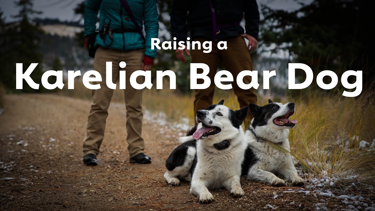 dogs that scare bears