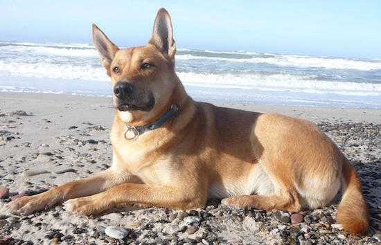 About the Carolina Dog: Fall in with America's Only Wild Dog