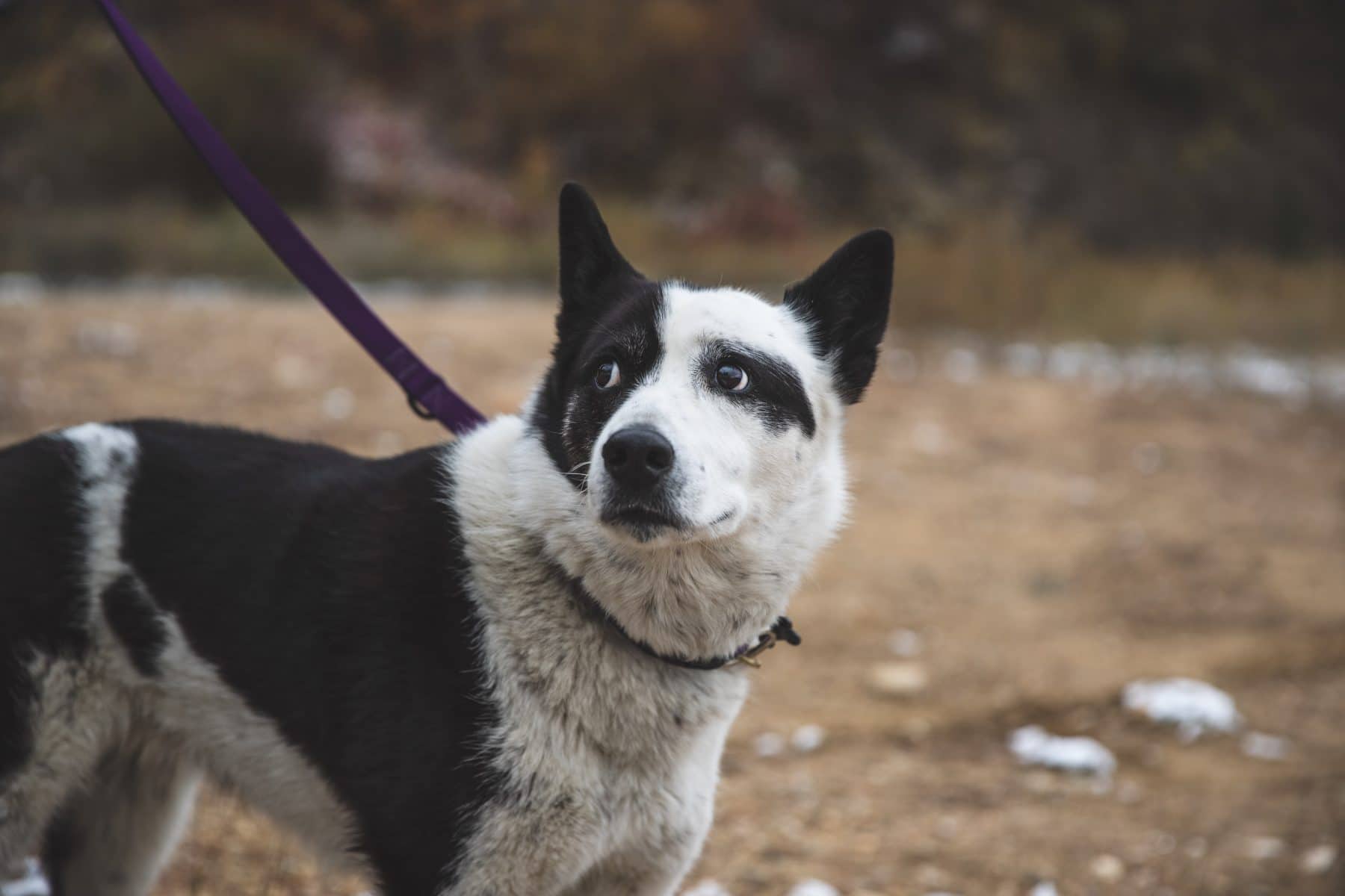 Karelian Bear Dogs How These Brave Dogs Save Humans (And Bears)