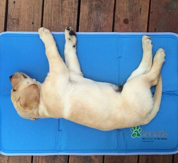 7 Best Cooling Beds For Your Hot Dog The People By 7 Best Cooling Beds For Your Hot Dog The People By