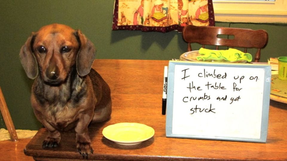 12 Facts Dachshund Lovers Know By Heart