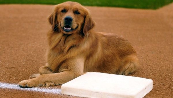 Diamond Dog Walking Pet House Sitting Diamond Dog Walking Pet House Sitting