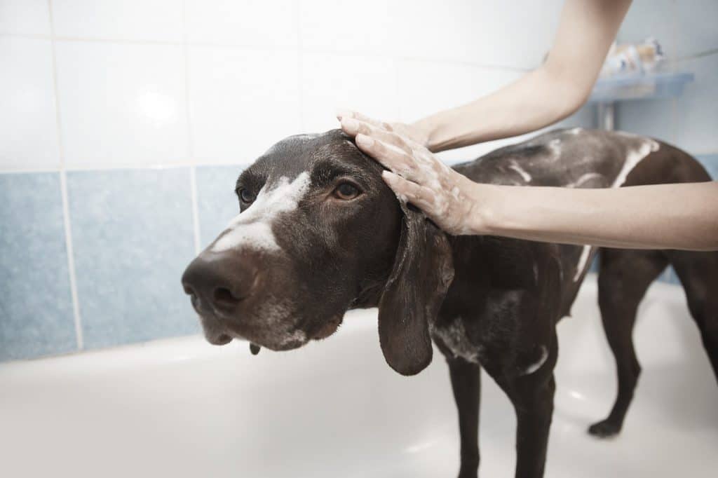 great smelling dog shampoo