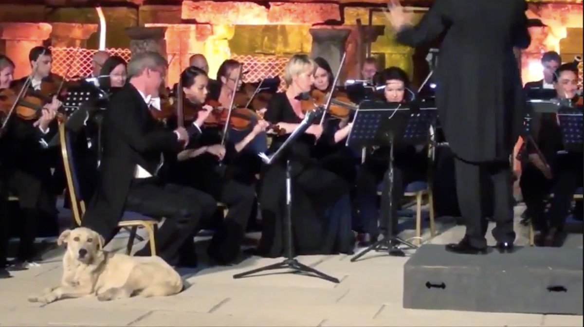 Sweet Dog Wanders On Stage During Live Orchestra Performance, Settles