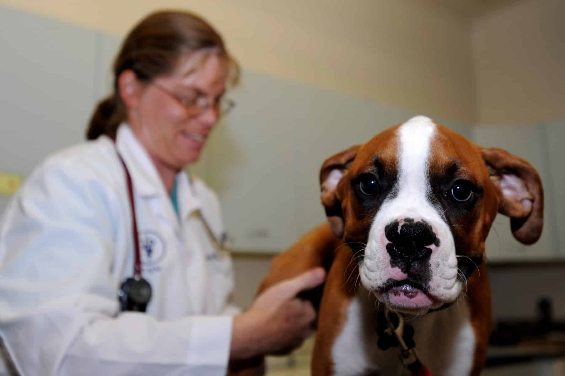 How Do Dogs Get Parvo? Symptoms, Treatment and Prevention of CPV