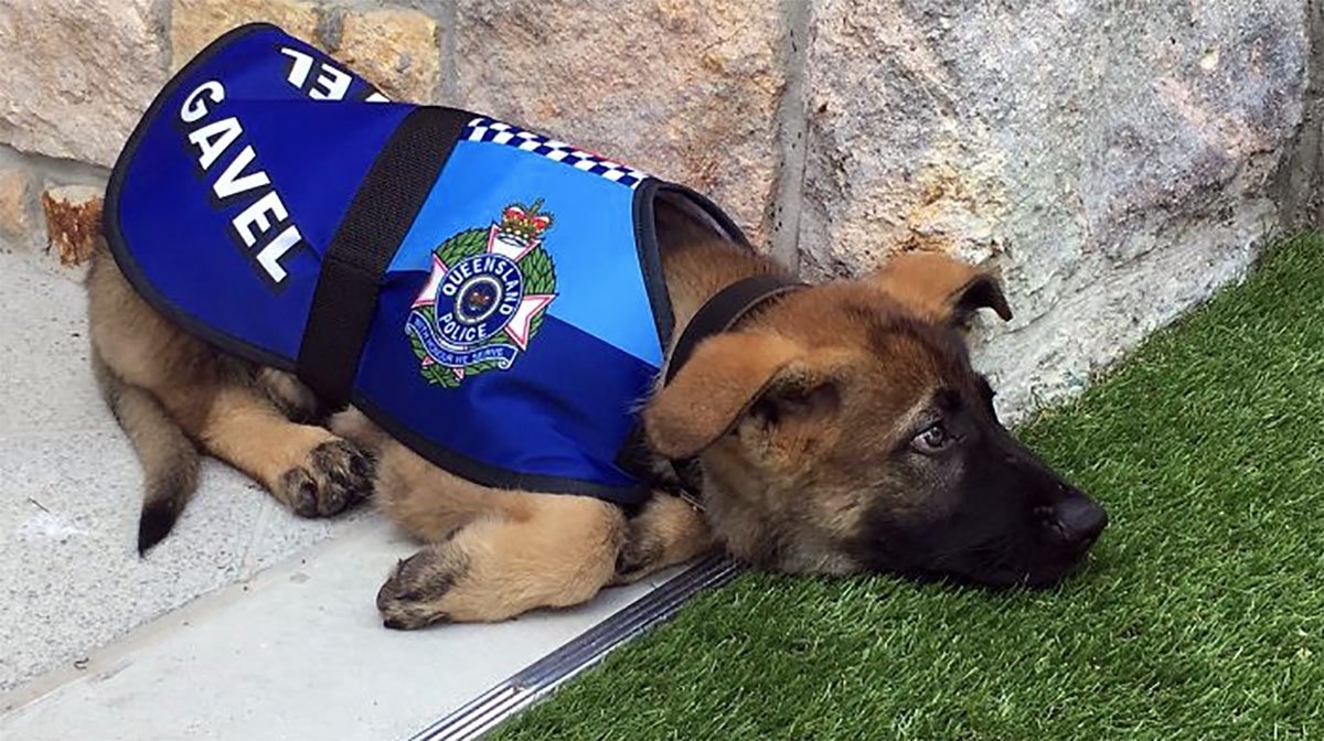 How Do Police Train Dogs