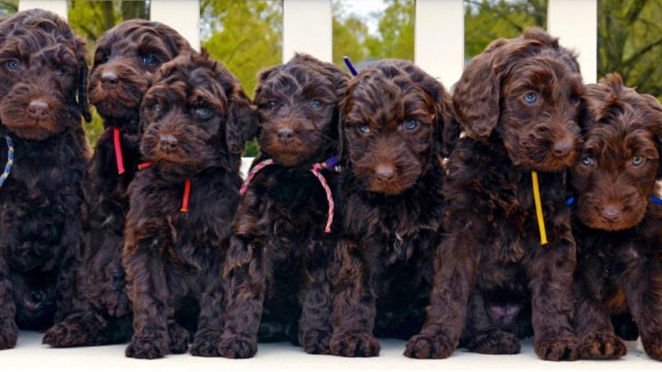 Labradoodle Names | The 110 Top 