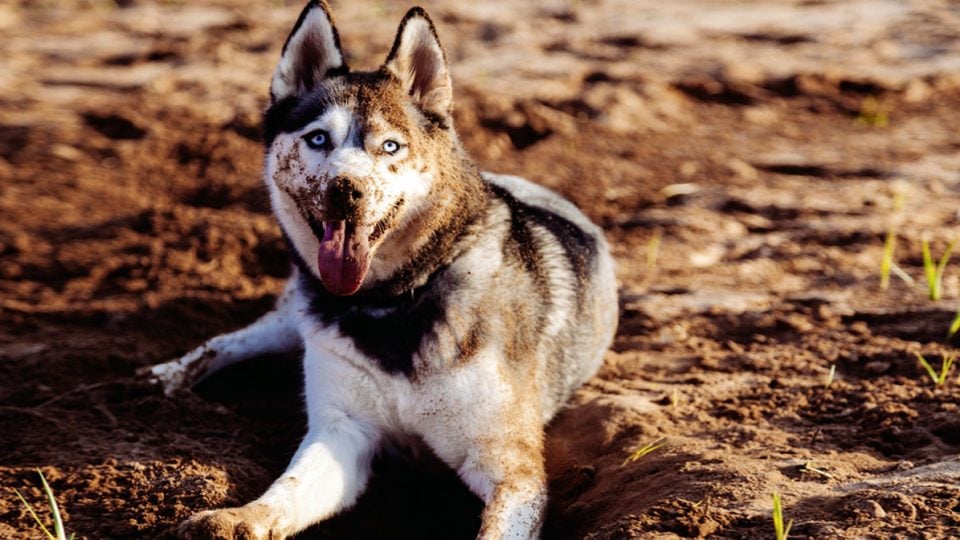 Our Best Grooming Tips For Your Siberian Husky The Dog People By