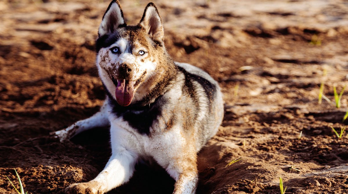 Our Best Grooming Tips for Your Siberian Husky | The Dog People by 