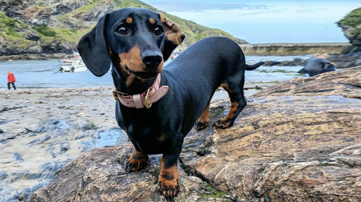 Breed Highlight: Dachshund | The Dog People by Rover.com