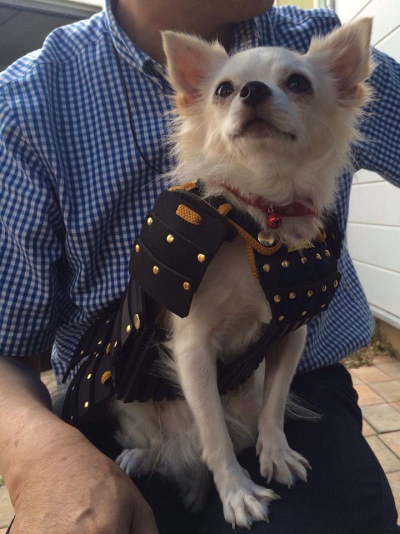 shiba armor