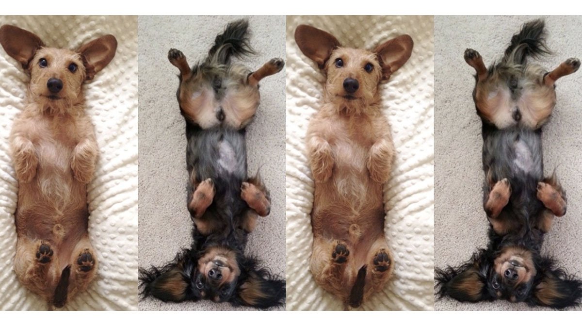 Are Puppies Bellies Supposed To Be Warm