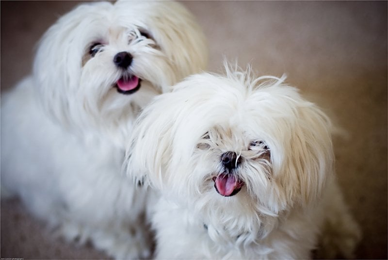 10 Small Dog Breeds That Are the Cutest Little Fluffballs on Earth | The Dog  People by Rover.com
