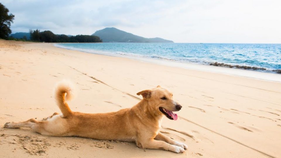 Top 8 DogFriendly Hikes on Oahu The Dog People by