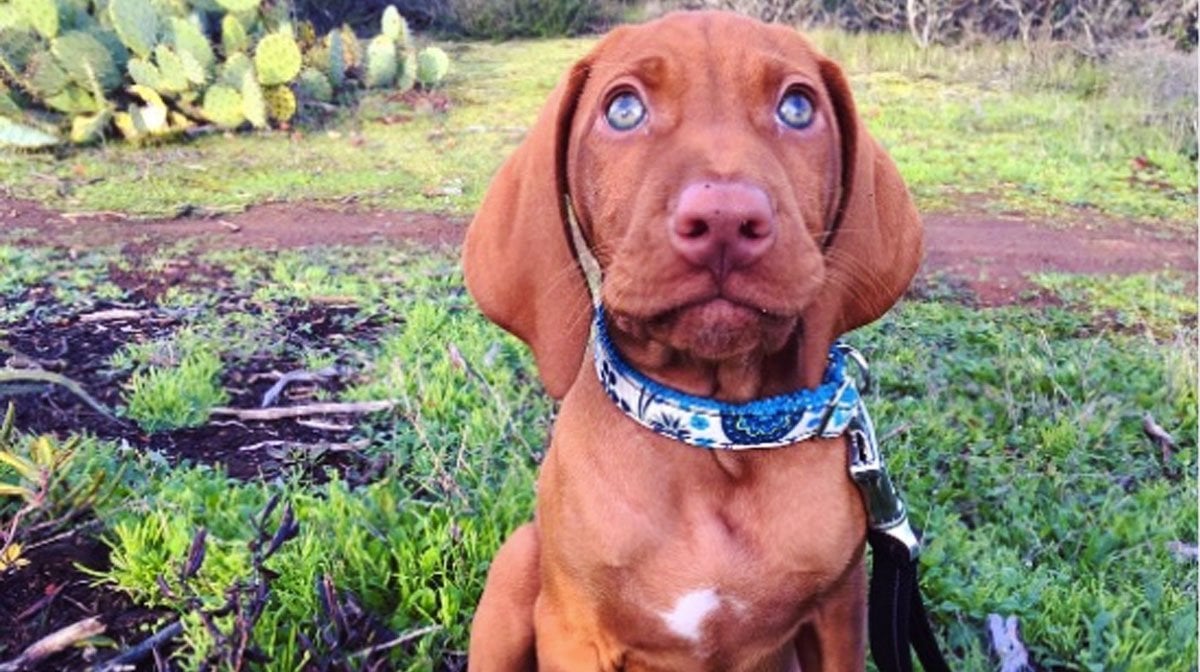 13 Things You Might Not Know About Vizslas The Dog People By Rover Com