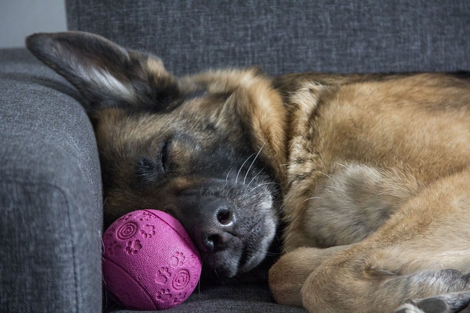 A German shepherd snoozes on a couch.