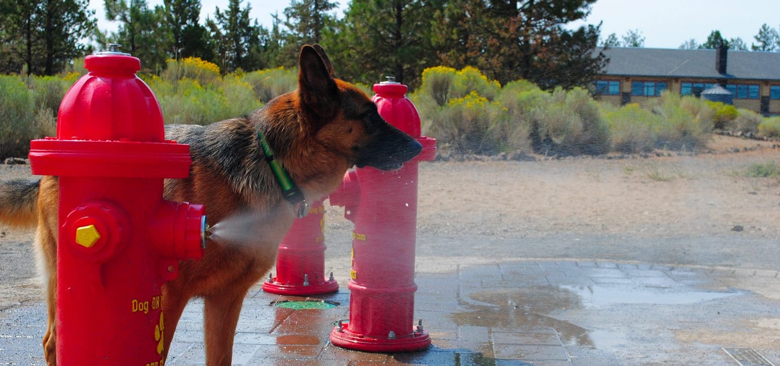 Top 7 Dog Parks in Bend, Oregon The Dog People by