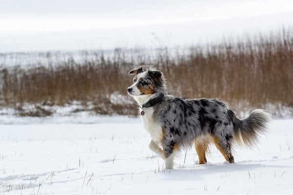 nationalisme Være Troende Australian Shepherds: 7 Things Only Aussie Owners Know