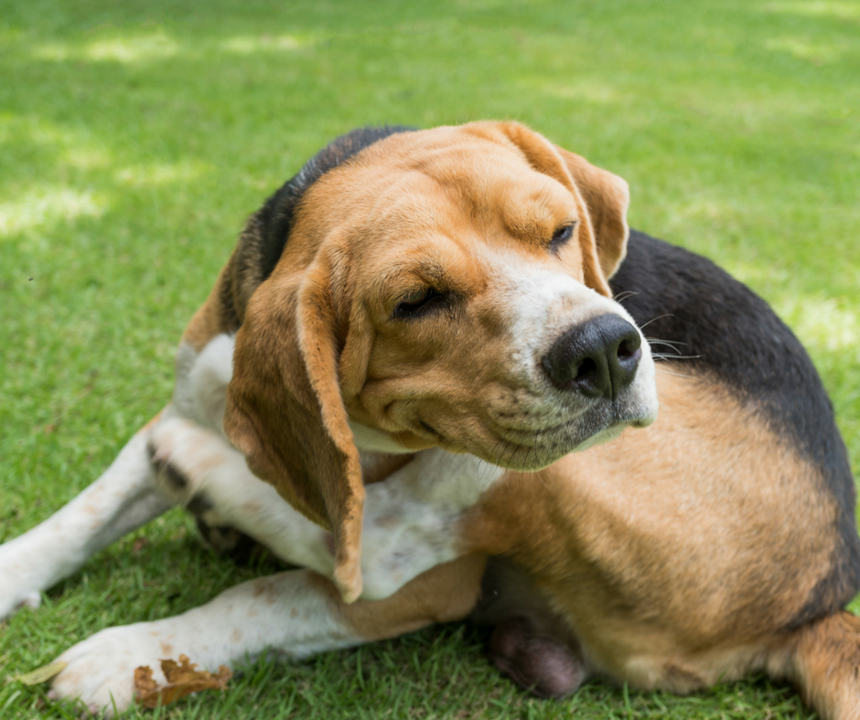 pot breedtegraad Zeggen Is jouw hond door een teek gebeten? Dit is wat je moet doen (en waar je  altijd op moet letten) | The Dog People by Rover.com