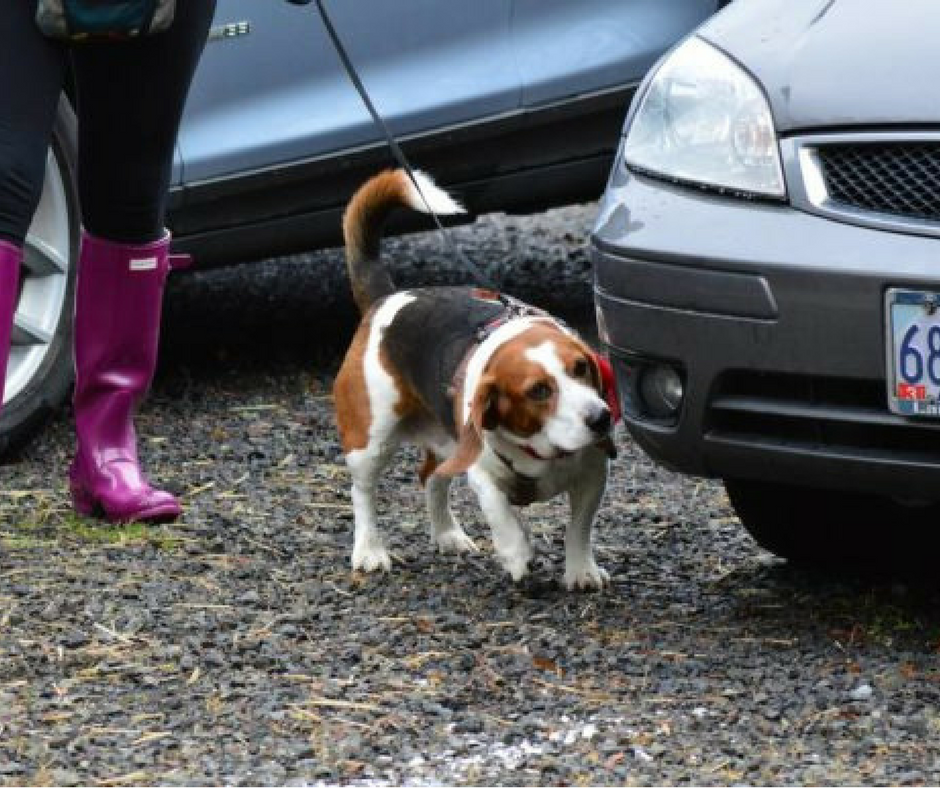 nosework classes near me