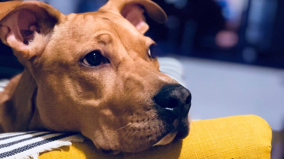 Raak verstrikt consensus overschot De echte reden achter verlatingsangst bij je hond, en waarom dit zo eng is  | The Dog People by Rover.com